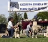 18-25-abierta-machos.jpg