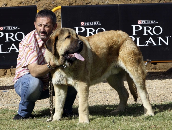 Califa del Valle Pisueña - Puppy Class Males, XXX Monográfica AEPME, Valencia de Don Juan 11.09.2010 
Born 15.01.10
(Castaño de La Bao La Madera X Yedra del Valle de Pisueña)
Criador: Gema M. Rodriguez
Owner: César Estébanez Alonso
Keywords: 2010 baolamadera