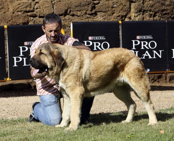 Califa del Valle Pisueña - Puppy Class Males, XXX Monográfica AEPME, Valencia de Don Juan 11.09.2010 
Born 15.01.10
(Castaño de La Bao La Madera X Yedra del Valle de Pisueña)
Criador: Gema M. Rodriguez
Owner: César Estébanez Alonso
Keywords: 2010 baolamadera