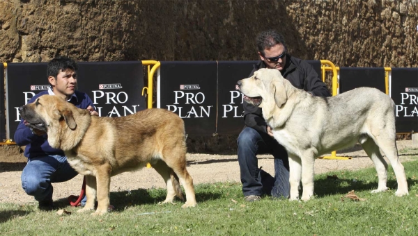 Makombo de Montes del Pardo & ? - Puppy Class Males, XXX Monográfica AEPME, Valencia de Don Juan 11.09.2010 
Makombo: Born 20.01.10 (CH Barco de Montes del Pardo X Karina de Montes del Pardo) Breeder & owner: Sergio de Salas
Keywords: 2010