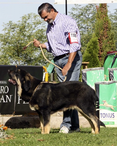 Perseo de Duelos y Quebrantos - Puppy Class Males, XXX Monográfica AEPME, Valencia de Don Juan 11.09.2010 
Born 13.02.10
(Azabache de Campollano X Europa de Duelos y Quebrantos)
Breeder & owner: Francisco Díaz Cueva 
Keywords: 2010 duelos