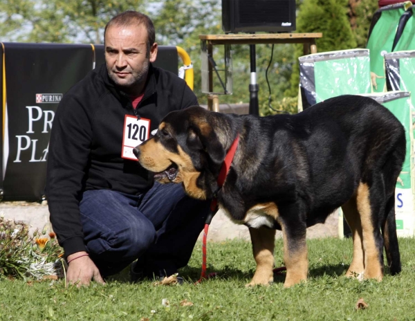 Vipo - Puppy Class Males, XXX Monográfica AEPME, Valencia de Don Juan 11.09.2010 
Born 15.03.10
(Linto de Torreanaz X Leona de Torrestio)
Breeder & owner: Agustín Gonzáles
Keywords: 2010