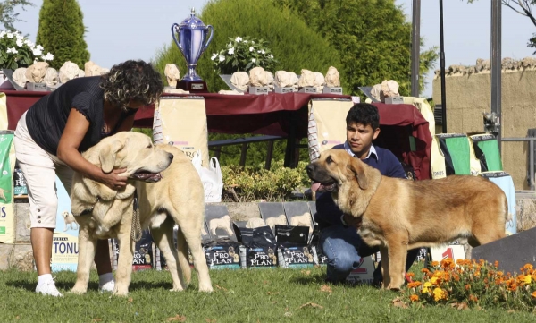 Winoco de Fonte Xunquera & ? - Puppy Class Males, XXX Monográfica AEPME, Valencia de Don Juan 11.09.2010 
Winoco: Born 17.12.09 (Zeus de Fuentemimbre X Deva de Folgueras) - Breeder and owner: M. Carmen Muñiz Junquera 
?
Keywords: 2010