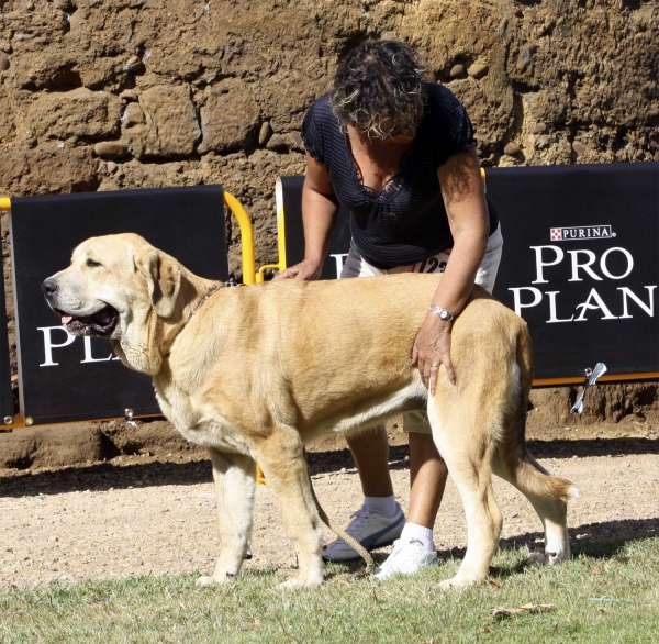 Winoco de Fonte Xunquera & ? - Puppy Class Males, XXX Monográfica AEPME, Valencia de Don Juan 11.09.2010 
Born 17.12.09
(Zeus de Fuentemimbre X Deva de Folgueras)
Breeder and owner: M. Carmen Muñiz Junquera 
Keywords: 2010