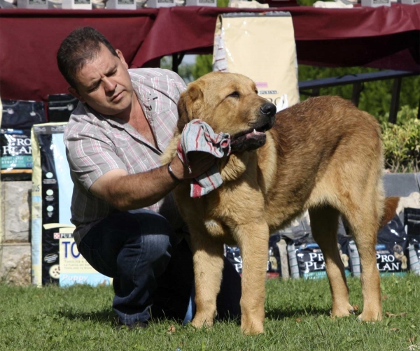 Puppy Class Males, XXX Monográfica AEPME, Valencia de Don Juan 11.09.2010 
Trefwoorden: 2010