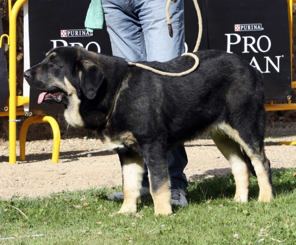 Perseo de Duelos y Quebrantos - Puppy Class Males, XXX Monográfica AEPME, Valencia de Don Juan 11.09.10
Born 13.02.10
(Azabache de Campollano X Europa de Duelos y Quebrantos)
Breeder & owner: Francisco Díaz Cueva
Keywords: 2010 duelos