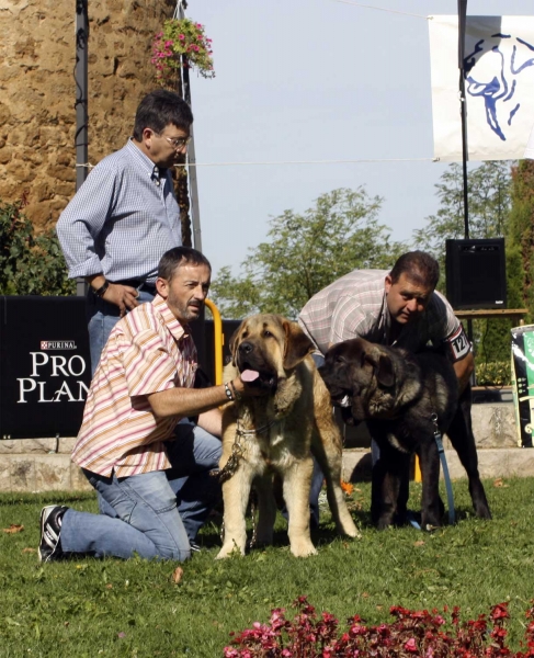 Ring Best Puppy: Califa del Valle de Pisueña & Prinsesa de La Portiecha, XXX Monográfica AEPME, Valencia de Don Juan 11.09.2010 
Califa: Born 15.01.10 (Castaño de La Bao La Madera X Yedra del Valle de Pisueña) - Breeder Gema M. Rodriguez, owner: César Estébanez Alonso
Prinsesa: Born 15.12.09 (Conquistador de Hazas de Cesto X Malla de Filandón) - Breeder & owner: Miguel Angel Méndez Rodríguez
Keywords: 2010