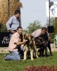 Filename=ring-mejor-cachorro-a-127-1.jpg
Filesize=215KiB
Dimensions=1219x1500
Date added=%549 %18, %2010 ring-mejor-cachorro-a-127-1.jpg