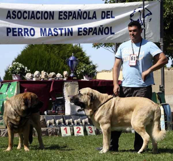 Chiqui & Linda (called Nube) - Intermediate Class Females, XXX Mongráfica AEPME, Valencia de Don Juan 11.09.2010 
Chqui: Born 15.01.2009 (Nerón X Babia) - Breeder & owner: Isidro García Suárez
Linda: Born 15.11.2008 (Caín de Campollano X Joya Tornado Erben) - Breeder: Andrés Díaz Garrucho, owner: José Francisco Hernández & Tracey Pemberton
Keywords: 2010