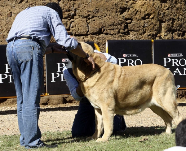 Bandolero de Hazas de Cesto - Intermediate Class Males, XXX Monográfica AEPME, Valencia de Don Juan 11.09.2010 
Born: 20.11.2008
(CH Oberon de Hazas de Cesto X CH Kira de Hazas de Cesto) 
Breeder & owner: José Fernando Úsle Rugama 
Keywords: 2010 hazasdecesto