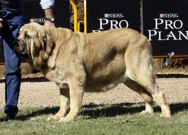 Bandolero de Hazas de Cesto - Intermediate Class Males, XXX Monográfica AEPME, Valencia de Don Juan 11.09.2010
Born: 20.11.2008
(CH Oberon de Hazas de Cesto X CH Kira de Hazas de Cesto) - Breeder & owner: José Fernando Úsle Rugama
Keywords: 2010 hazasdecesto