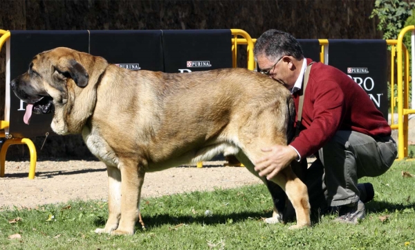 Leal de Fonteferra - Intermediate Class Males, XXX Monográfica AEPME, Valencia de Don Juan 11.09.2010
Born 02.04.2009
(Vento de La Salombra X Envidia de Fonteferra)
Breeder & owner: Ramón Sampedro Rodríguez  

Keywords: 2010 fonteferra