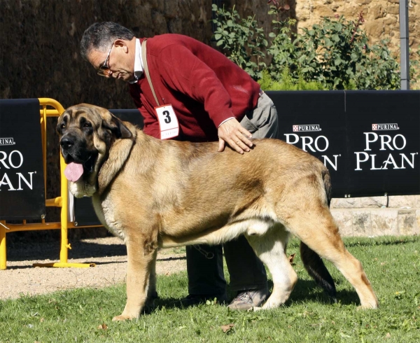 Leal de Fonteferra - Intermediate Class Males, XXX Monográfica AEPME, Valencia de Don Juan 11.09.2010
Born 02.04.2009
(Vento de La Salombra X Envidia de Fonteferra)
Breeder & owner: Ramón Sampedro Rodríguez
Keywords: 2010 fonteferra