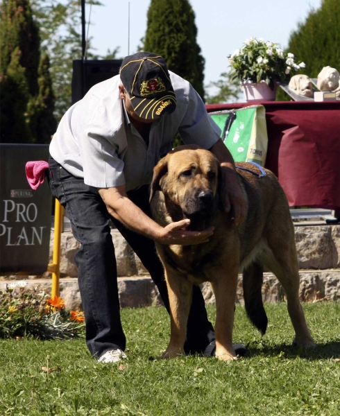 Chiqui - Intermdiate Class Females, XXX Monográfica AEPME, Valencia de Don Juan 11.09.2010
Born 15.01.2009
(Nerón X Babiana)
Breeder & owner: Isidro García Suárez
Keywords: 2010 autocan