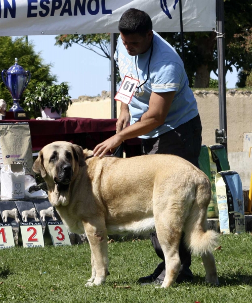 Linda (called Nube) - Intermediate Class Females, XXX Monográfica AEPME, Valencia de Don Juan 11.09.2010
Born 15.11.2008 
(Caín de Campollano X Joya Tornado Erben) 
Breeder: Andrés Díaz Garrucho, owner: José Francisco Hernández & Tracey Pemberton 
Keywords: 2010 mastalaya