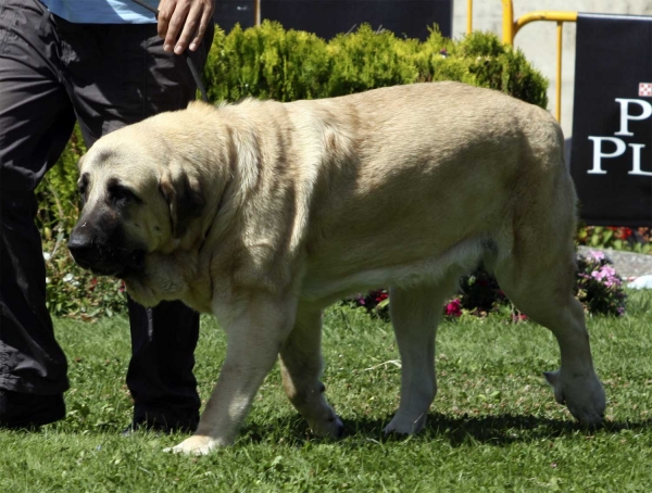 Linda (called Nube) - Intermediate Class Females, XXX Monográfica AEPME, Valencia de Don Juan 11.09.2010
Born 15.11.2008 
(Caín de Campollano X Joya Tornado Erben) 
Breeder: Andrés Díaz Garrucho, owner: José Francisco Hernández & Tracey Pemberton 
Keywords: 2010 mastalaya