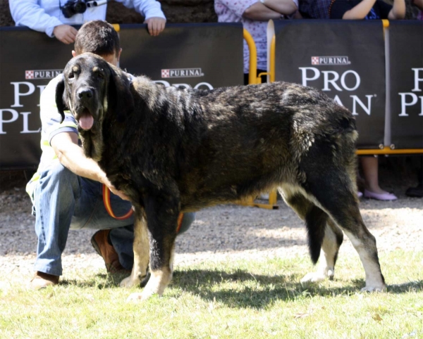 Lorena - Intermediate Class Females, XXX Monográfica AEPME, Valencia de Don Juan 11.09.2010
Born 15.11.2008
(Caín de Campollano X Joya Tornado Erben)
Breeder & owner: Andrés Díaz Garrucho 
Keywords: 2010