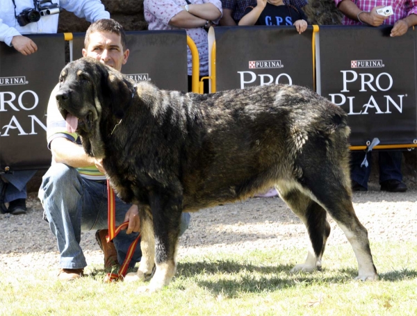 Lorena - Intermediate Class Females, XXX Monográfica AEPME, Valencia de Don Juan 11.09.2010
Born 15.11.2008
(Caín X Joya Tornado Erben)
Breeder & owner: Andrés Díaz Garrucho  
 
 

Keywords: 2010