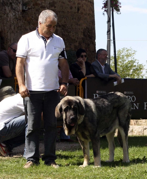 Muga - Intermediate Class Females, XXX Monográfica AEPME, Valencia de Don Juan 11.09.2010
Born 02.12.2008 
(Seo de Torreanaz X Saya) 
Breeder: Albert Guma, owner: Eradio Rodríguez Pla 
Keywords: 2010