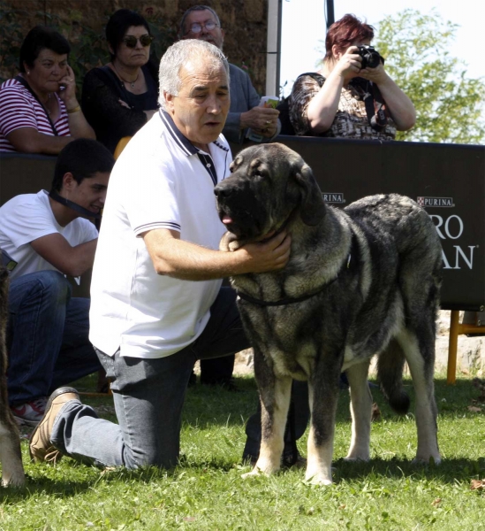 Muga - Intermediate Class Females, XXX Monográfica AEPME, Valencia de Don Juan 11.09.2010
Born 02.12.2008 
(Seo de Torreanaz X Saya) 
Breeder: Albert Guma, owner: Eradio Rodríguez Pla 
Keywords: 2010