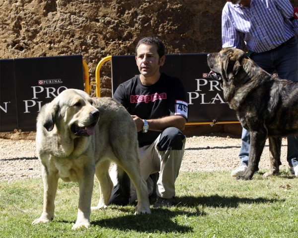 Heracles de Altos de Valdearazo & Jonas de Duelos y Quebrantos - Young Class Males, XXX Monográfica AEPME, Valencia de Don Juan 11.09.2010 
Heracles: Born 11.06.09 (Vulcano de Fuente Mimbre X Vulcana I de Fuente Mimbre) - Breeder & owner: Raúl Jímenez Berges
Jonas: Born 17.05.2010 (Iker de Fonteferra X Amalia de Duelos y Quebrantos) . Breeder & owner: Francisco Díaz Cueva  
Keywords: 2010