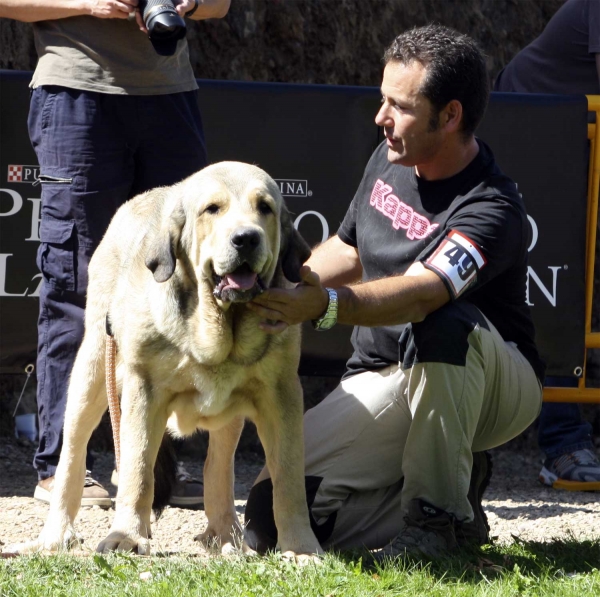 Heracles de Altos de Valdearazo - Young Class Males, XXX Monográfica AEPME, Valencia de Don Juan 11.09.2010 
Born; 11.06.2009
(Vulcano de Fuente Mimbre X Vulcana I de Fuente Mimbre)
Breeder & owner: Raúl Jiménez Berges 
Keywords: 2010