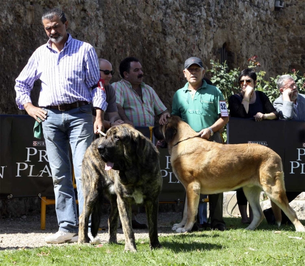 Jonas de Duelos y Quebrantos & Miño - Young Class Males, XXX Monográfica AEPME, Valencia de Don Juan 11.09.2010
Jonas: Born 17.05.2009 (Iker de Fonteferra X Amalia de Duelos y Quebrantos) - Breeder & owner: Francisco Díaz Cueva 
Miño: Born 01.08.2009 (Caruso X Meiga de Monte Jaeña) - Breeder & owner: Manuel Cid Álvarez 
Keywords: 2010