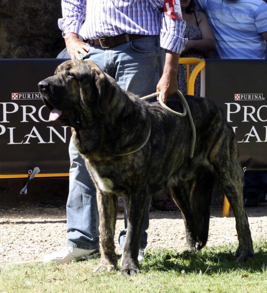 Jonas de Duelos y Quebrantos - Young Class Males, XXX Monográfica AEPME, Valencia de Don Juan 11.09.2010
Born 17.05.2010
(Iker de Fonteferra X Amalia de Duelos y Quebrantos)
Breeder: Francisco Díaz Cueva
Keywords: 2010 duelos