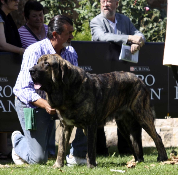 Jonas de Duelos y Quebrantos - Young Class Males, XXX Monográfica AEPME, 
Born 17.05.2010
(Iker de Fonteferra X Amalia de Duelos y Quebrantos)
Breeder: Francisco Díaz Cueva
Keywords: 2010 duelos