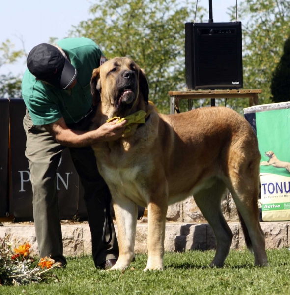 Miño - Young Class Males, XXX Nonoráfica, Valencia de Don Juan 11.09.2010
Born: 01.08.09
(Caruso X Meiga de Monte Jaeña)
Breeder & owner: Manuel Cid Álvarez 
Keywords: 2010