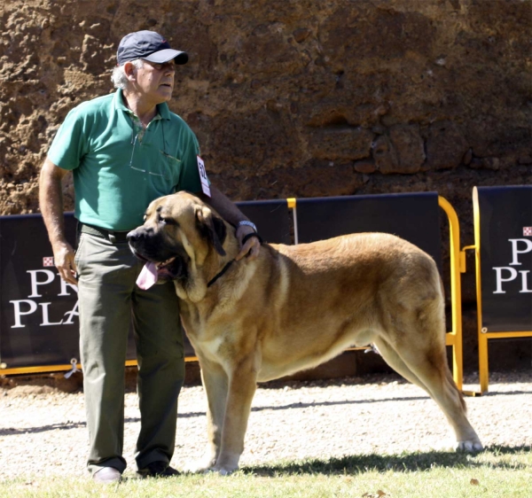 Miño - Young Class Males, XXX Nonoráfica, Valencia de Don Juan 11.09.2010
Born: 01.08.09
(Caruso X Meiga de Monte Jaeña)
Breeder & owner: Manuel Cid Álvarez 
Keywords: 2010