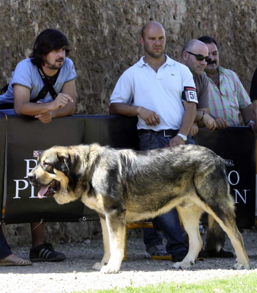 Tango de Filandón - Young Class Males, XXX Monográfica, Valencia de Juan 11.09.2010
Born 04.08.2009
(Ronco de Recieho X Duquesa)
Breeder & owner: José Manuel Moncó
Keywords: 2010 filandon