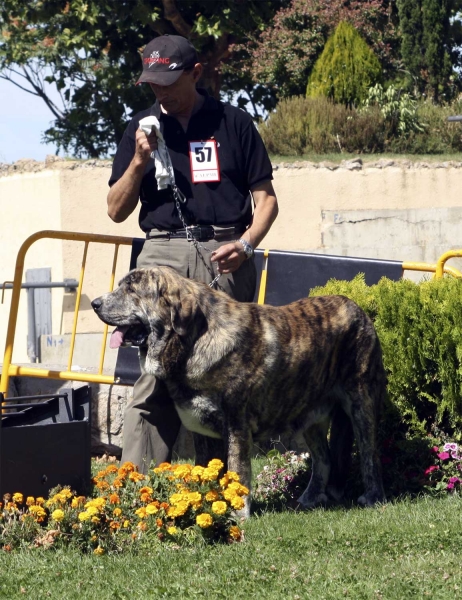 Torre de Ablanera - Young Class Males, XXX Monográfica, Valencia de Juan 11.09.2010
Born: 08.04.09
(Tigre de Ablanera X Nevada de Fuente Mimbre)
Breeder: Angel Fernández
Owner: Marcelino Álvarez Martínez 
Keywords: 2010