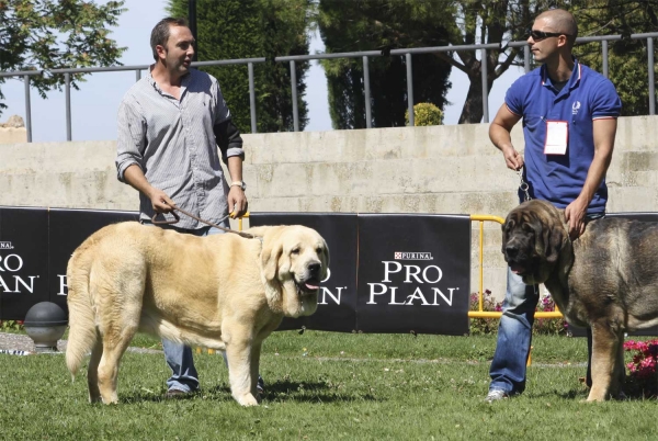 ? & Trujillo de Los Montes Pravianos  - Young Class Males, XXX Monográfica AEPME, Valencia de Don Juan 11.09.2010
Trujillo: Born 16.03.09 (Tigre de Los Montes Pravianos X Fedra de Hazas de Cesto) Breeder & owner: Antonio J. Ruiz de Bucesta Álvarez

Keywords: 2010