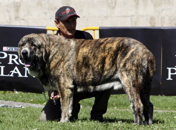 Torre de Ablanera  - Young Class Males, XXX Monográfica AEPME, Valencia de Don Juan 11.09.2010
Born: 08.04.2009
(Tigre de Ablanera X Nevada de Fuente Mimbre)
Breeder: Angel Fernández, owner: Marcelino Álvarez Martínez
Keywords: 2010