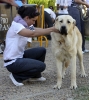 Filename=96-jovenes-hembras.jpg
Filesize=180KiB
Dimensions=1344x1500
Date added=%595 %18, %2010 96-jovenes-hembras.jpg