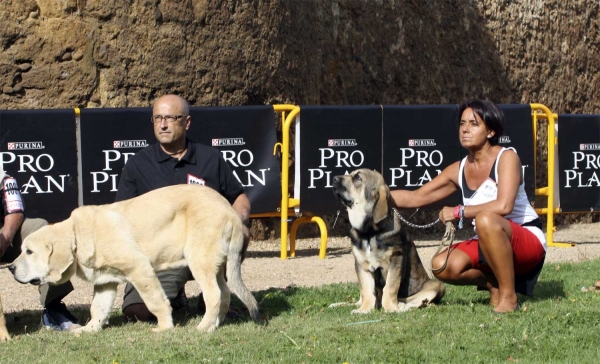 Sirio de Cerro del Viento & ? - Young Puppies Males, XXX Monográfica AEPME, Valencia de Don Juan 11.09.2010 
Sirio de Cerro del Viento: Born 17.04.10 (Granero del Macereno X Laña del Cerro del Viento) - Breeder & owner: Sabas García   

Keywords: 2010