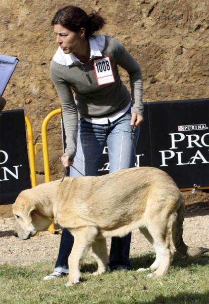 Ara del Cerro del Viento - Young Puppies Females, XXX Monográfica AEPME, Valencia de Don Juan 11.09.2010 
Ara del Cerro del Viento: Born 17.04.10 (Granero del Macareno X Laña del Cerro del Viento) - Breeder & ovner: Sabas García
Kľúčové slová: 2010