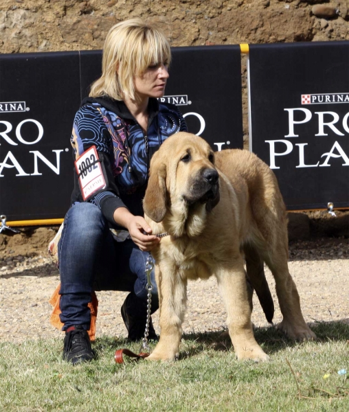 Dallas de Tierra del Órbigo - Young Puppies Males, XXX Monográfica AEPME, Valencia de Don Juan 11.09.2010 
Born: 20.04.10
(Aquiles de Tierra de Órbigo X Bimba de Tierra de Órbigo)
Breeder & owner: Manuel Garrido Pérez
Keywords: 2010