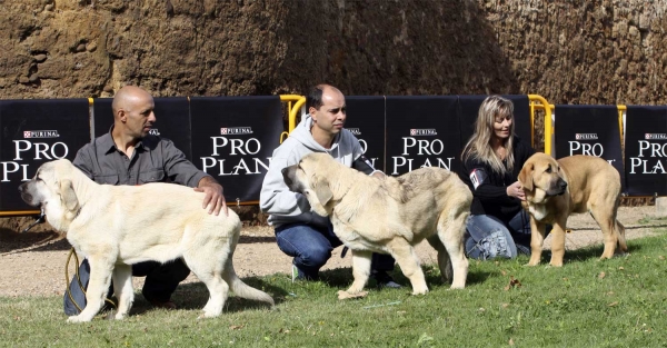 Gea de La Salombra, Grisha de La Salombra & Kayla z Kraje Sokolu - Young Puppies Females, XXX Monográfica AEPME, Valencia de Don Juan 11.09.2010 
Gea: Born 29.04.2010 ? (CH Seo de Torreanaz X Telma de Campollano) - Breeder & owner: Santiago Santamaria Casado
Grisha: Born 28.04.2010 ? (CH Seo de Torreanaz Telma e Csmpollano) - Breeder & owner:  Santiago Santamaria Casado
Kayla z Kraje Sokolu: Born 18.04.10 (Amigo Zeus Bis Mastibe X Feimi z Kraje Sokolu) Breeder & owner: Hana Schmidtova
Keywords: 2010