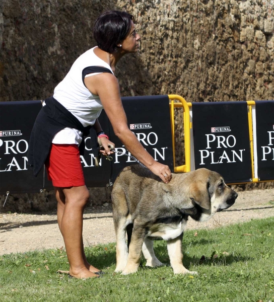 Young Puppies Males, XXX Monográfica AEPME, Valencia de Don Juan 11.09.2010 
Keywords: 2010