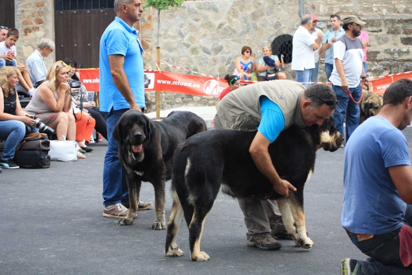 Open Class Females - Villafranca del Bierzo 06.09.2014
Keywords: 2014