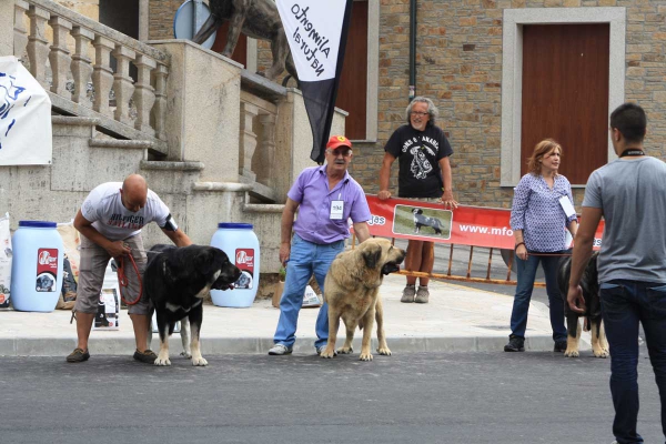 Open Class Females - Villafranca del Bierzo 06.09.2014
Keywords: 2014