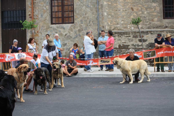 Open Class Females - Villafranca del Bierzo 06.09.2014
Keywords: 2014