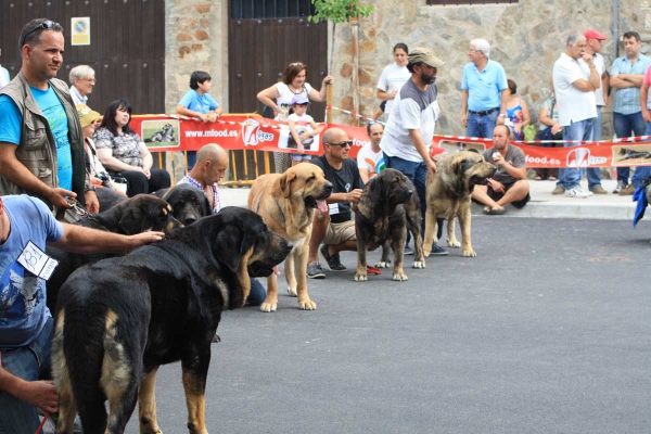 Open Class Females - Villafranca del Bierzo 06.09.2014
Keywords: 2014