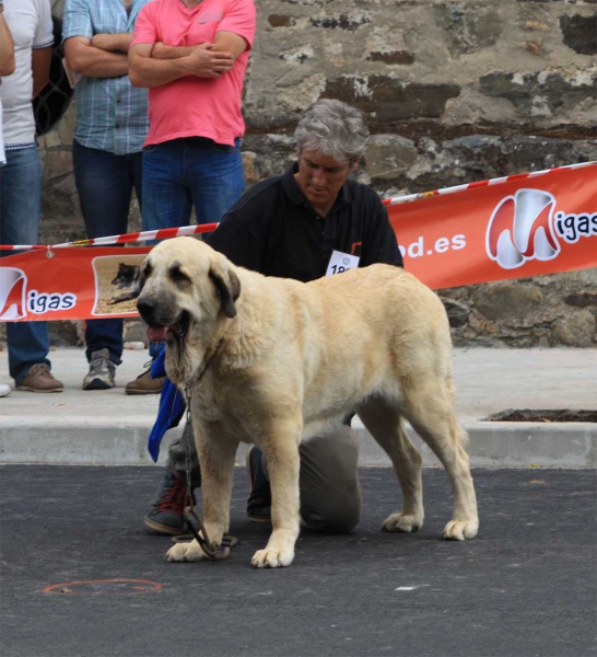 Open Class Females - Villafranca del Bierzo 06.09.2014
Keywords: 2014