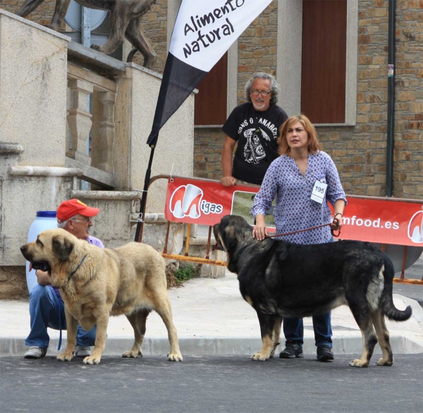 Open Class Females - Villafranca del Bierzo 06.09.2014
Keywords: 2014