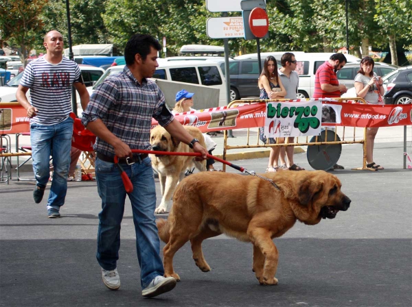 Open Class Males - Villafranca del Bierzo 06.09.2014
Keywords: 2014