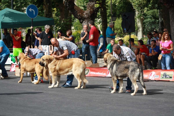 Open Class Males - Villafranca del Bierzo 06.09.2014
Keywords: 2014