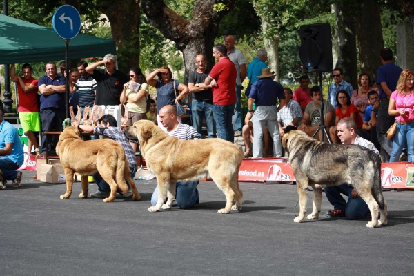 Open Class Males - Villafranca del Bierzo 06.09.2014
Keywords: 2014